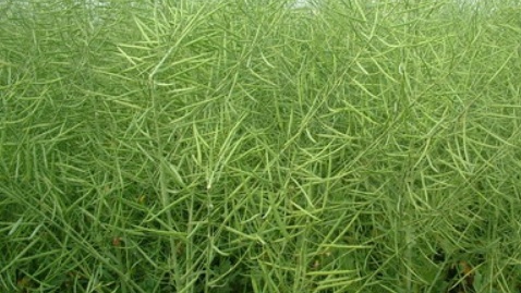 油菜