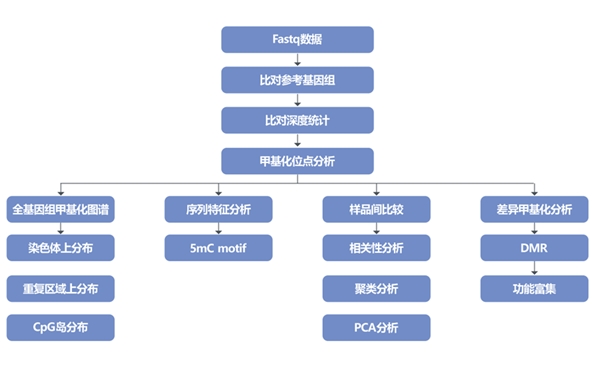 DNA甲基化（WGBS）
