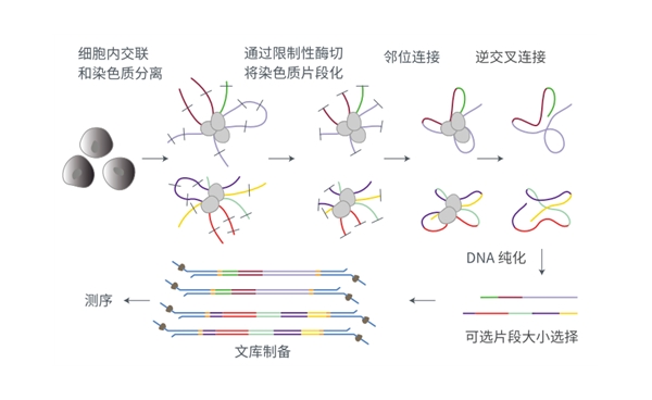 pore-c三维组学