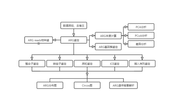 抗生素抗性基因（ARGs）分析