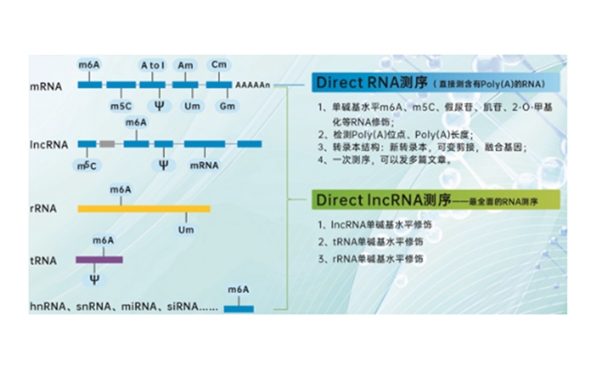 Direct IncRNA测序